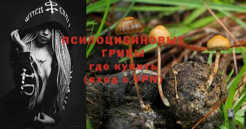 как найти   Арсеньев  Псилоцибиновые грибы Magic Shrooms 